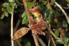 1280px-Satanic_leaf-tailed_gecko_(Uroplatus_phantasticus)_Ranomafana_4.jpg