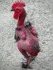 plucked chicken.jpg