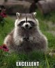 Excellent-raccoon-meme-11776.jpg