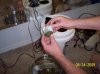 2009 Grow 022.jpg