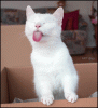 KittyTongueStickout.gif