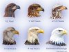 Bald-Eagle-Heads_optimized.jpg