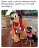 theres-picture-dog-meeting-pluto-and-dog-looks-so-hype-meet-him-cant-stop-laughing.png