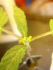 newgrowth.jpg