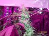 shiva & super skunk 7 weeks into flower. 15 days under 180w h.jpg