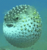 puffer-fish.gif