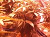 Grow 1, Day 35, Pot 3.jpg