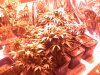 Grow 1, Day 35, All pots.jpg