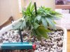 Sprout 1-4.jpg