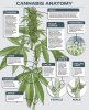 plant_anatomy_img-820x1024[1].jpg