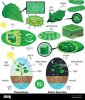biological-photosynthesis-infographic-elements-with-light-energy-conversion-calvin-cycle-schem...jpg