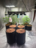 phlizon_full-specttum_led_grow_light (16).png