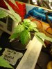 SOURKUSH2.jpg