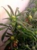 day 18 of flowering.jpeg