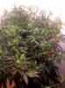 flowering day18.jpeg