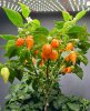 Nice handful of ripe pods from this little Bonchi grow of a Habanada pepper. 32oz Double Cup G...jpg