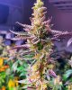 SE5000-IG-therealgrowdoctor-Dr.Sleep.jpg