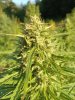 hemp-flower-ripening.jpg