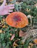 amanita.jpg