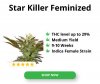 Star-Killer-Feminized_300x250px.jpg