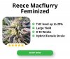 Reece-Macflurry-Feminized_300x250px.jpg