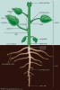 plant.gif