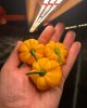 yellow Scotch Bonnet.jpg