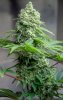 Day 57 of 98 HS bud 23 Dec.jpg