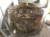grow 099.jpg