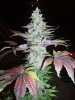 X-KUSH_2_HARVEST_007.JPG