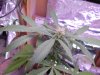 flower_wk2.jpg
