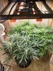 se3000-FB@Trent Lintemuth -Week five of my SE3000 grow..jpg