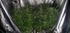 Redbag 1212 from seed.jpg
