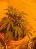 latest grow 9-2 046.jpg