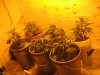 latest grow 9-2 045.jpg