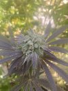 IMG_3542.jpeg