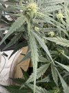 IMG_5098.jpeg