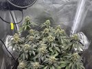 IMG_0485.jpeg