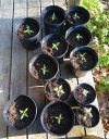 seedlings.jpg