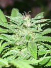 IMG_2856.jpeg