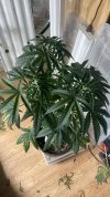 IMG_2258.jpeg