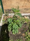 IMG_0183.jpeg