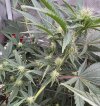 IMG_2016.jpeg
