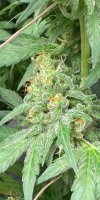 IMG_2439.jpeg