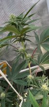 IMG_2115.jpeg