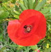 poppy.png