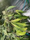 IMG_0027.jpeg