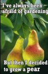 pear.jpeg