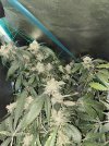 IMG_0037.jpeg