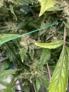 IMG_0056.jpeg